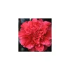 TRUFFAUT - Camellia 'Volcano' : H 40/50 cm, ctr 3 Litres