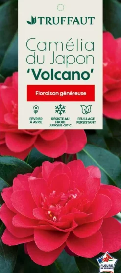 TRUFFAUT - Camellia 'Volcano' : H 40/50 cm, ctr 3 Litres