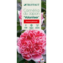 TRUFFAUT - Camellia x 'Volunteer':H 40/50 cm conteneur 3 litres