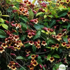 TRUFFAUT - Campsis capreolata: pot 3L