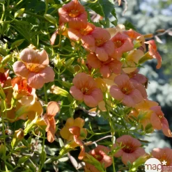 TRUFFAUT - Campsis radicans : conteneur 1.5 litres