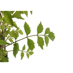 TRUFFAUT - Campsis radicans : conteneur 1.5 litres