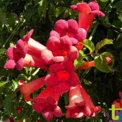 TRUFFAUT - Campsis 'Stromboli' : conteneur de 3 Litres.