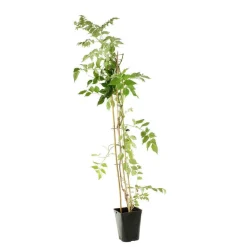 TRUFFAUT - Campsis 'Stromboli' : conteneur de 3 Litres.