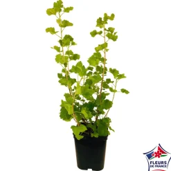 TRUFFAUT - Caseille 'Josta' : pot de 5 litres
