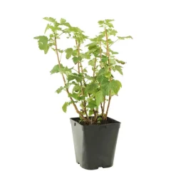TRUFFAUT - Cassissier 'Andega' : pot de 5 litres