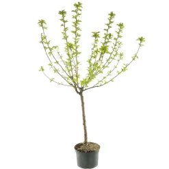 TRUFFAUT - Cerisier bigarreau Coeur de Pigeon : gobelet 3 ans d'âge ctr 12 litres