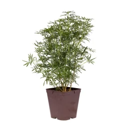 TRUFFAUT - Choisya ternata ' White Dazzler' pot 5L