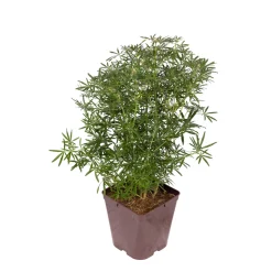 TRUFFAUT - Choisya ternata ' White Dazzler' pot 5L