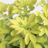 TRUFFAUT - Choisya ternata 'Sundance':pot 7L MDD