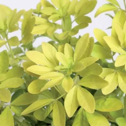 TRUFFAUT - Choisya ternata 'Sundance':pot 7L MDD