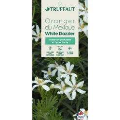TRUFFAUT - Choisya 'White Dazzler':pot 7L MDD