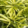 TRUFFAUT - Choisya x 'Aztec Gold' - Pot 5L