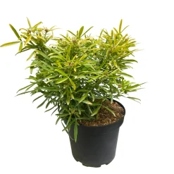 TRUFFAUT - Choisya x 'Aztec Gold':pot 7L MDD