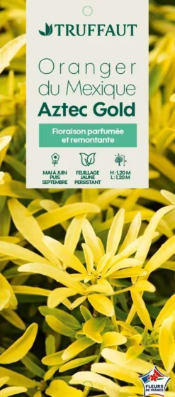 TRUFFAUT - Choisya x 'Aztec Gold':pot 7L MDD