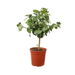 TRUFFAUT - Citronnier, 1/4 Tige - Pot 4/5L