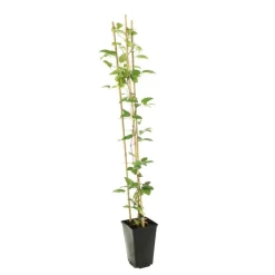 TRUFFAUT - Clematis ' The President ': conteneur 3 litres