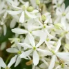 TRUFFAUT - Clematis 'Enham Star': pot 3L