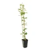 TRUFFAUT - Clematis hybride 'The Vagabond ':conteneur 3 Litres