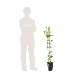 TRUFFAUT - Clematis hybride 'The Vagabond ':conteneur 3 Litres