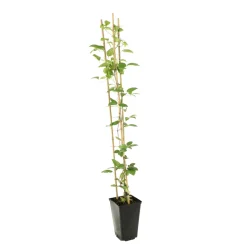 TRUFFAUT - Clematis integrifolia 'Arabella': pot de 3L