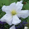 TRUFFAUT - Clematis Madame Lecoultre : ctr 1.5L