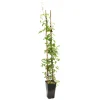 TRUFFAUT - Clematis 'Westerplatte': pot 3L