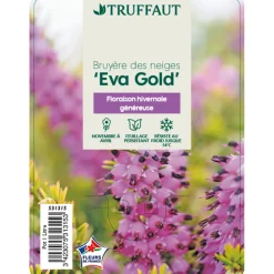TRUFFAUT - Erica x darleyensis 'Eva Gold®': ctr 1L