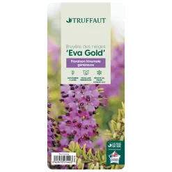 TRUFFAUT - Erica x darleyensis 'Eva Gold®':conteneur 2 litres
