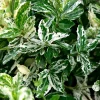 TRUFFAUT - Euonymus fortunei 'Harlequin' : pot 3L