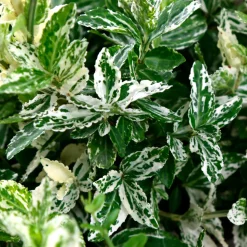 TRUFFAUT - Euonymus fortunei 'Harlequin' : pot 3L