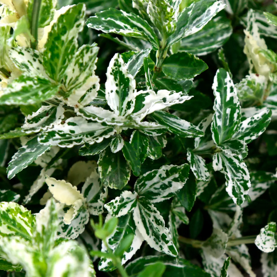 TRUFFAUT - Euonymus fortunei 'Harlequin' : pot 3L
