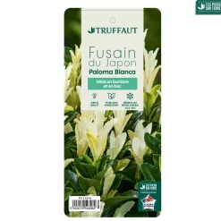 TRUFFAUT - Euonymus japonicus ' Paloma Blanca'