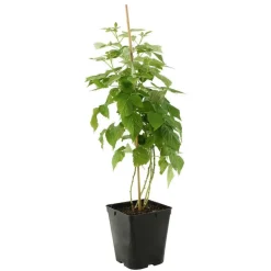 TRUFFAUT - Framboisier 'Héritage' : pot de 5 litres