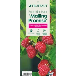 TRUFFAUT - Framboisier 'Malling Promise' : pot de 5 litres