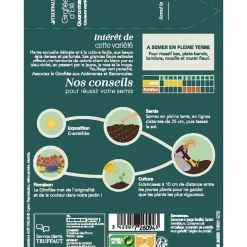 TRUFFAUT - Giroflee d'été Quarantaine à grande fleur : sachet