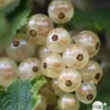 TRUFFAUT - Groseillier à grappes 'Versaillaise blanche': pot de 5 litres