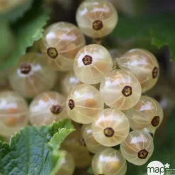 TRUFFAUT - Groseillier à grappes 'Versaillaise blanche': pot de 5 litres