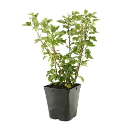 TRUFFAUT - Groseillier à grappes 'Versaillaise blanche': pot de 5 litres