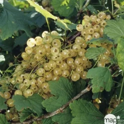 TRUFFAUT - Groseillier à grappes 'Versaillaise blanche': pot de 5 litres