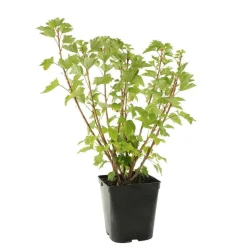 TRUFFAUT - Groseillier à grappes 'Jonkheer van Tets' : pot de 5 litres