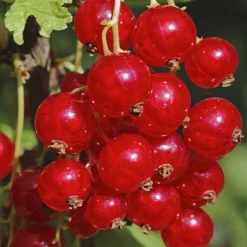 TRUFFAUT - Groseillier à grappes 'Jonkheer van Tets' : pot de 5 litres