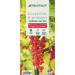 TRUFFAUT - Groseillier à grappes 'Jonkheer van Tets' : pot de 5 litres