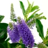TRUFFAUT - Hebe arbustive à fleurs - pot 4L