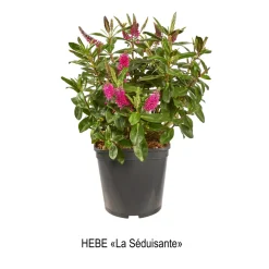 TRUFFAUT - Hebe arbustive à fleurs - pot 4L