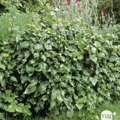 TRUFFAUT - Hedera Gloire de Marengo : ctr de 3 L.