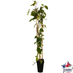 TRUFFAUT - Hedera Gloire de Marengo : ctr de 3 L.