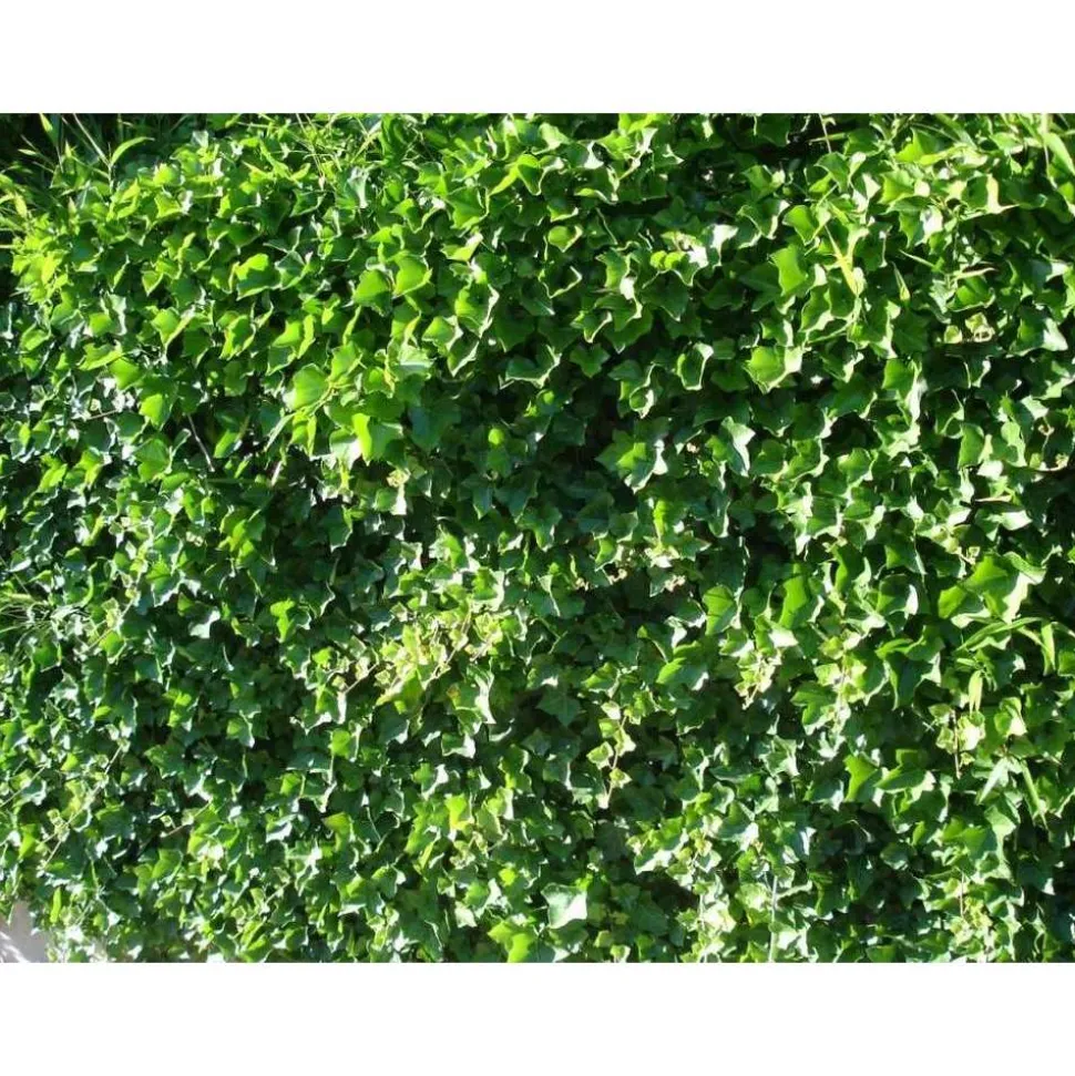 TRUFFAUT - Hedera Hibernica : ctr de 1,5 L.