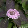 TRUFFAUT - Hydrangea 'Gracioza', ctr 3 L
