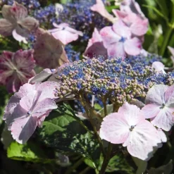 TRUFFAUT - Hydrangea 'Juno', ctr 3 L